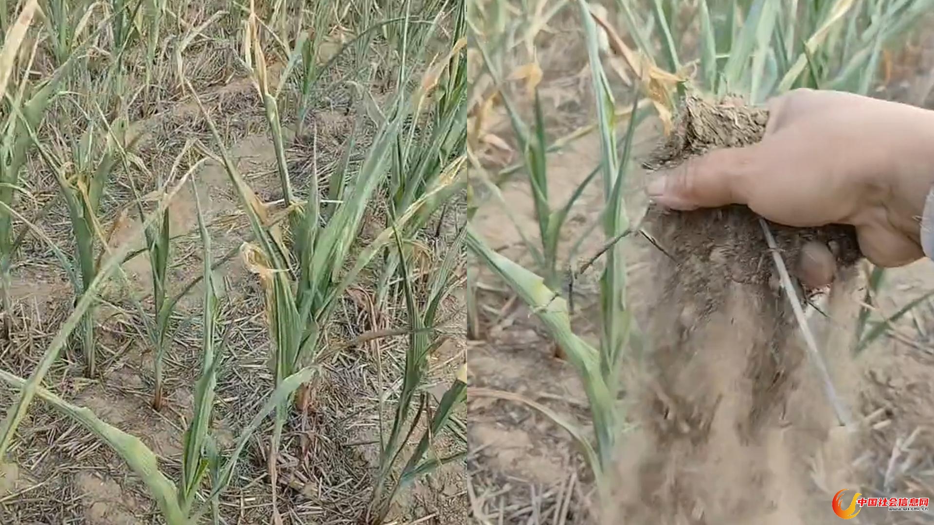 河南产粮第一大市周口,遭遇持续高温干旱,农户:已持续40余天